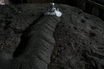 Grain butler in sun flower