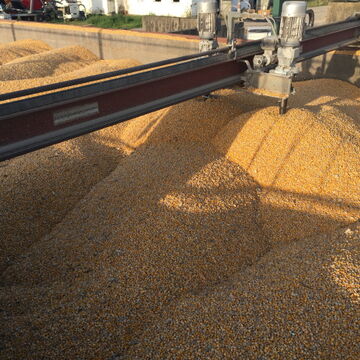 grain corn drying