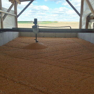 Drying grain maize
