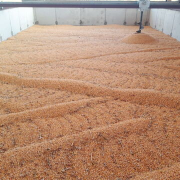 drying grain maize